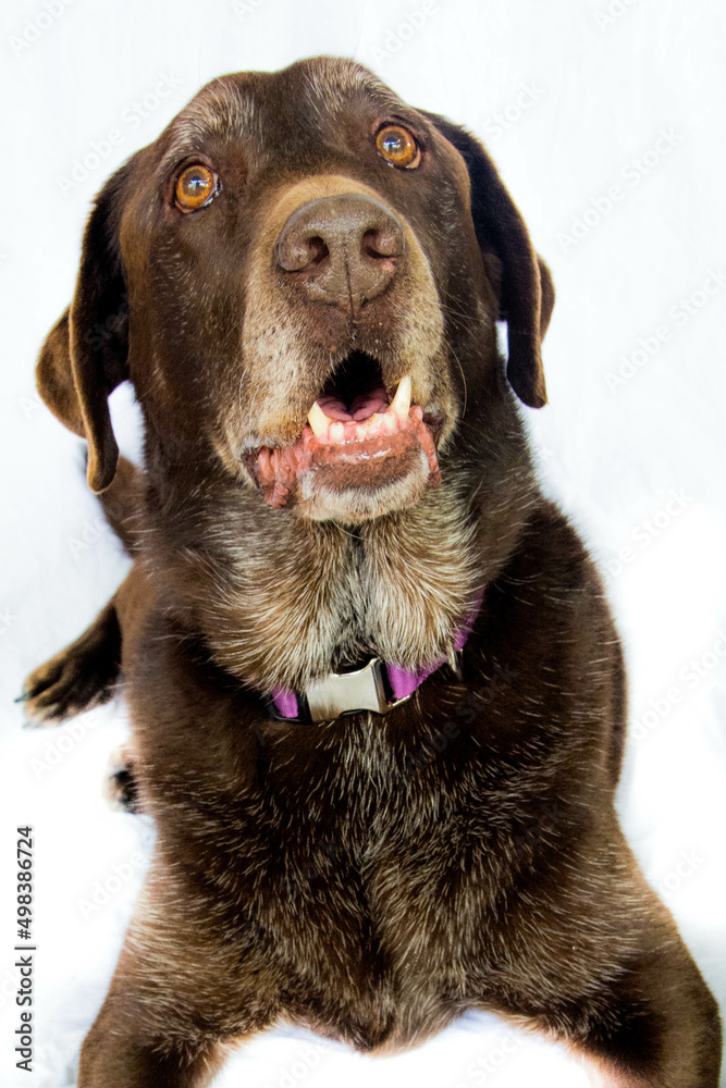 Fototapeta premium chocolate labrador retriever