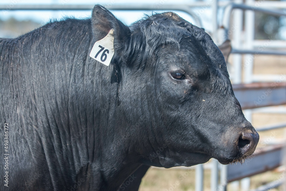 Fototapeta premium portrait of a bull