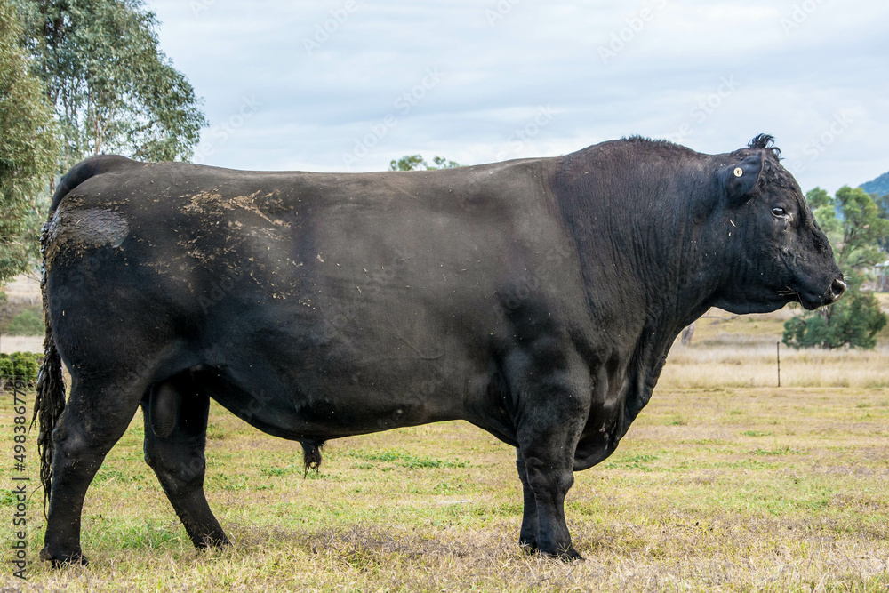 Naklejka premium Angus Bull