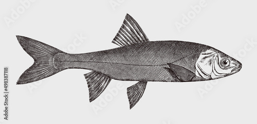 Sacramento blackfish orthodon microlepidotus, freshwater fish from North America in side view