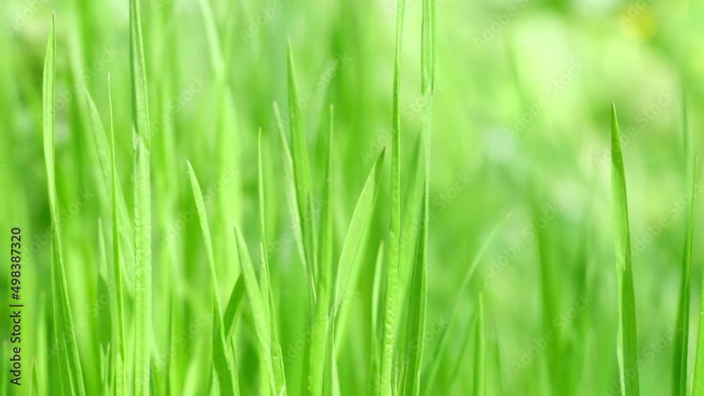 Fresh green grass close-up. Natural meadow grass slowly swayed by wind blow. Grass swaying in the wind in slow motion. Green environment concept. Сloseup Fresh green grass close-up. Natural meadow grass slowly swayed by wind blow. Grass swaying in the wind in slow motion. Green environment concept. Сloseup