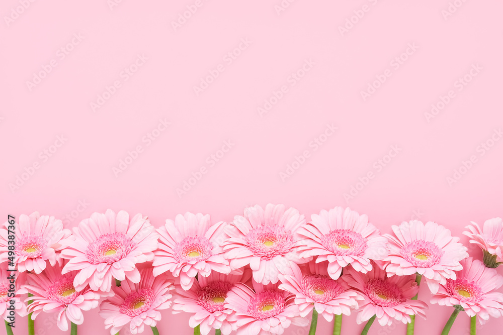 Border of pink gerberas on a pink background. Mothers Day, Valentines Day, birthday concept. Border of pink gerberas on a pink background. Mothers Day, Valentines Day, birthday concept.