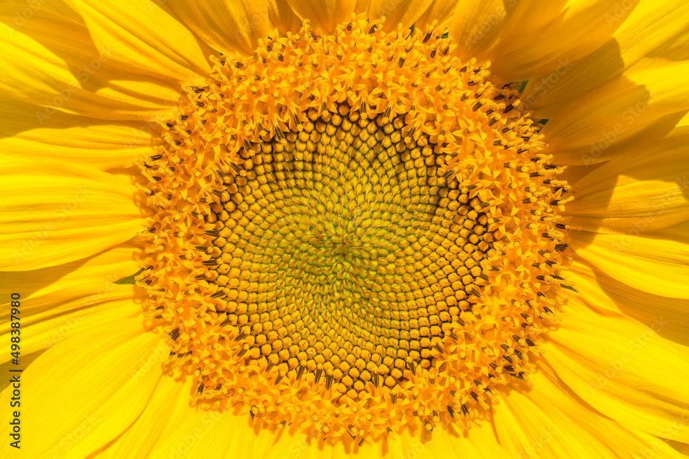 Closeup shot of a sunflower head. Fibonacci sequence pattern. Macro photography Closeup shot of a sunflower head. Fibonacci sequence pattern. Macro photography