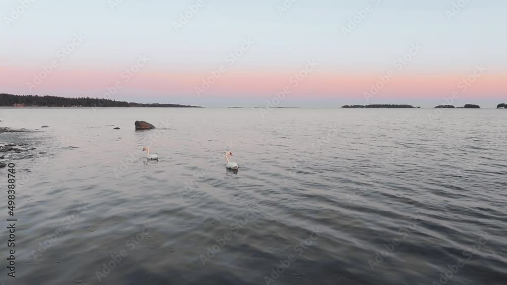 White swans swim in the sea at bright golden sunset.