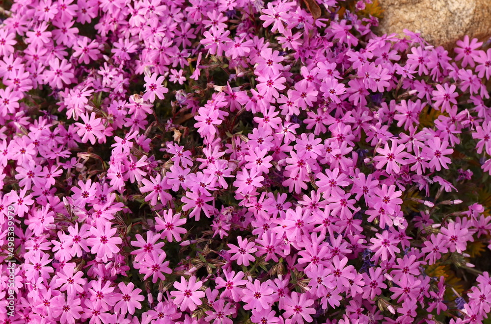 Pink Ground Cover Blossoms Springtime Pink Ground Cover Blossoms Springtime