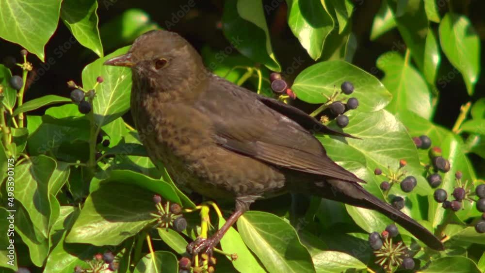 Blackbird (female) eating ivy berries - close up. 50fps slomo Blackbird (female) eating ivy berries - close up. 50fps slomo