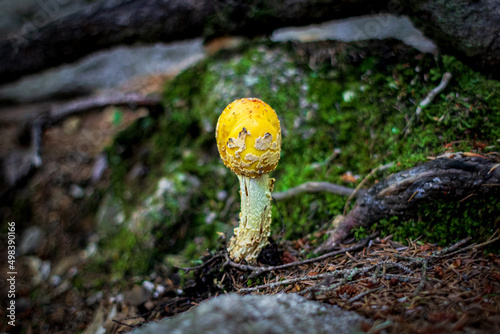 Bolbitius Vitellinus