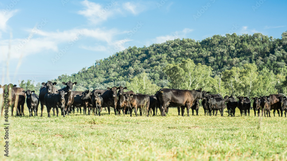 Obraz premium herd of cows