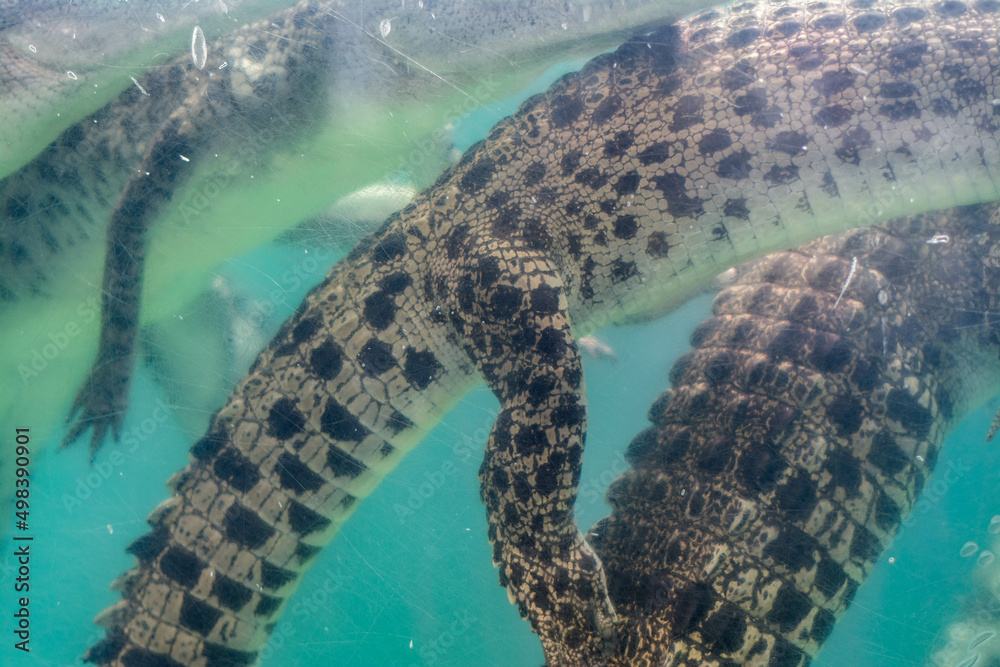 Obraz premium crocodile in water