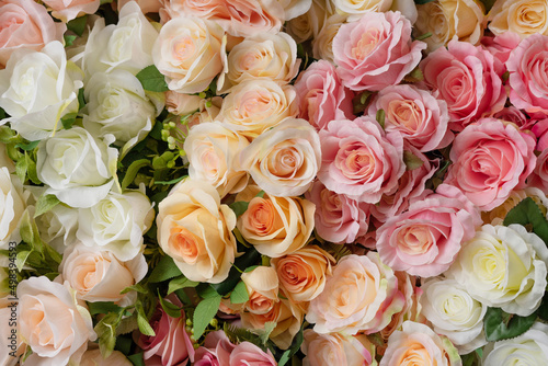 Floral background. Beige  white and pink roses.