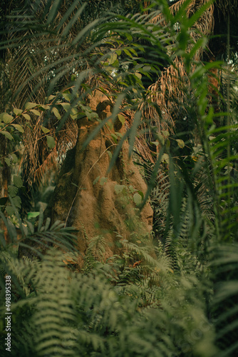 Fototapeta Naklejka Na Ścianę i Meble -  Photograph of a large ant hill within the rainforest 