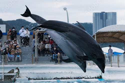 dolphin flips photo