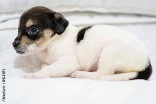 crossbreed puppy lying on white blanket © juanpablo