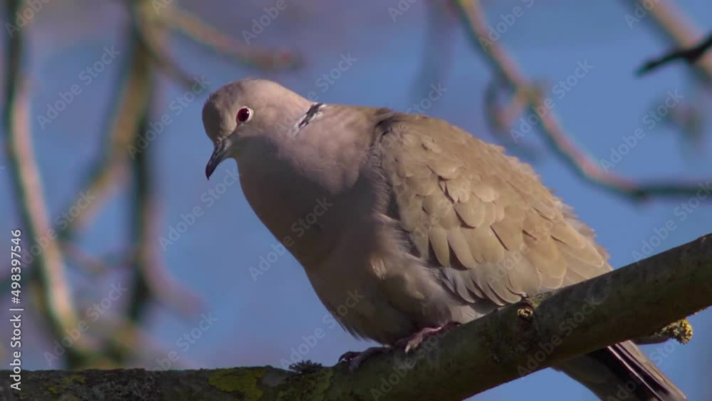 Eurasian collared dove, Streptopelia decaocto, calling + audio
