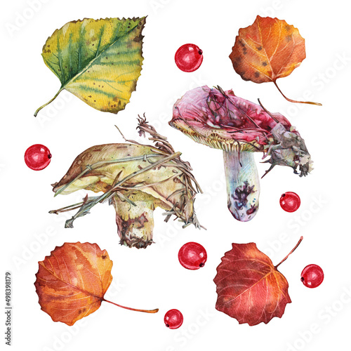 Set watercolor pencils mushroom red Russula and slippery jack autumn leaves and red berry isolated on white background. Hand-drawn forest food for card sketchbook. Clipart for kitchen wallpaper