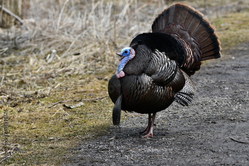 Spring scene of a male wild turkey displaying his tail feathers