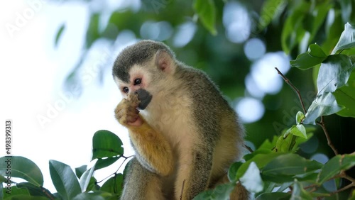 a low angle close shot of a squirrel monkey sitting in a tree and eating at manuel antonio national park of costa rica photo