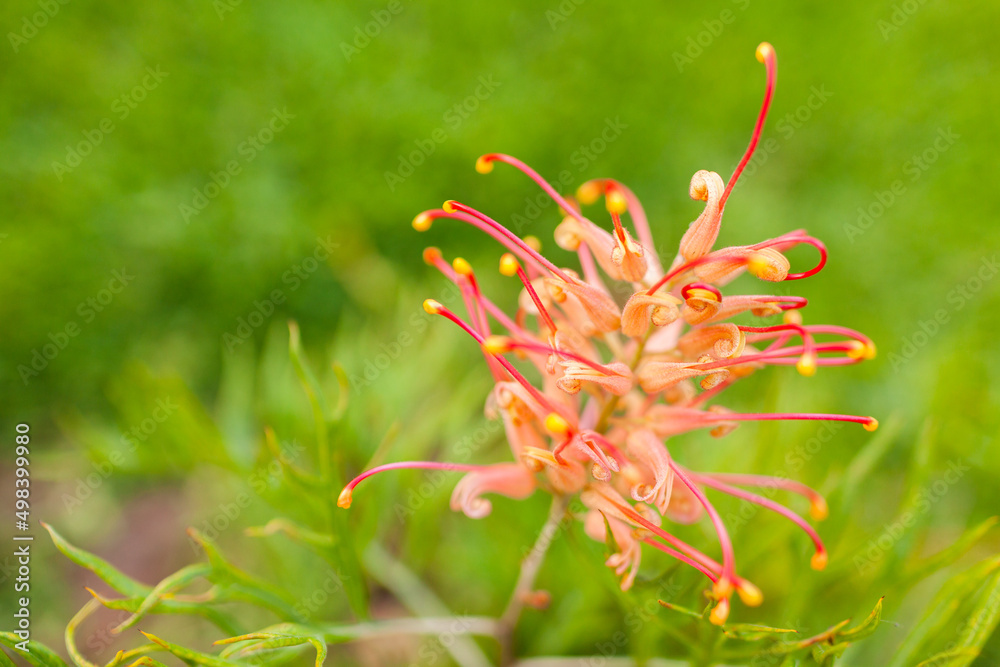 Pale cream and red grevillea flower on green background Pale cream and red grevillea flower on green background