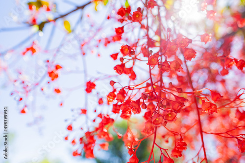 Bright red bell shaped flowers of illawarra flame bottletree photo