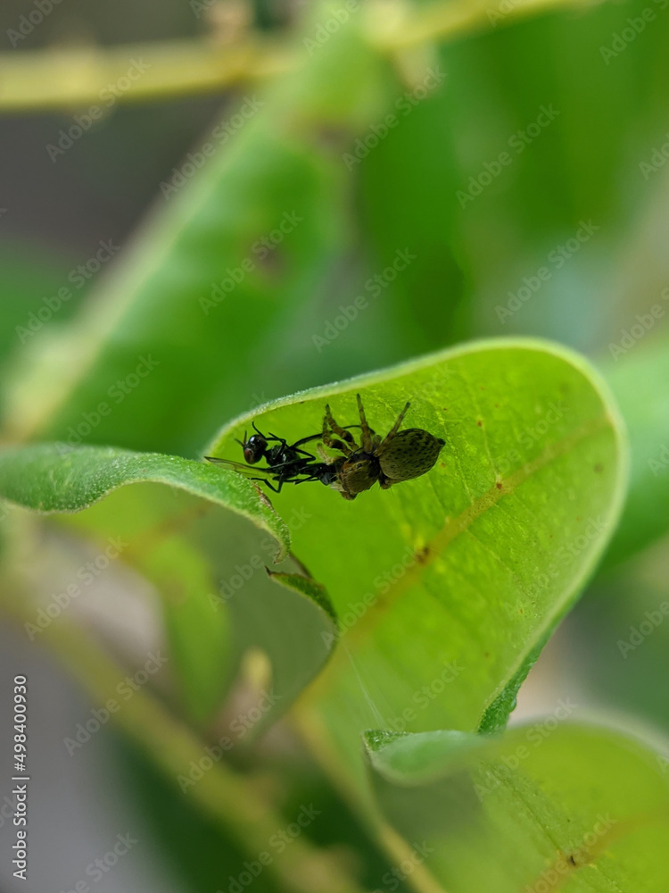 The spiders under the green leaves are catching insect scales for food The spiders under the green leaves are catching insect scales for food