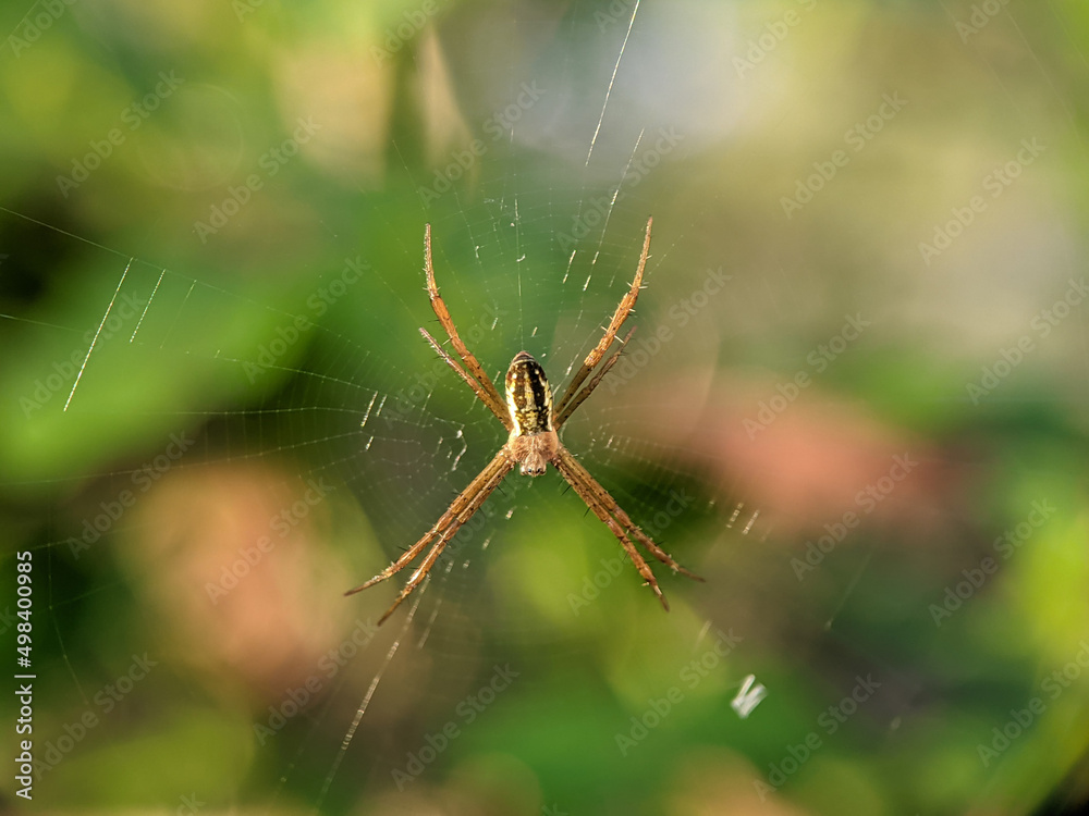Argiope keyserlingi is a species of orb-web spider found on the east coast of Australia, from Victoria to northern Queensland. Argiope keyserlingi is a species of orb-web spider found on the east coast of Australia, from Victoria to northern Queensland.