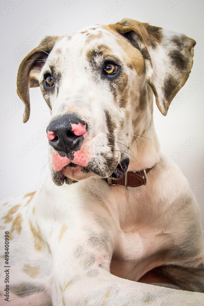 portrait of a great dane