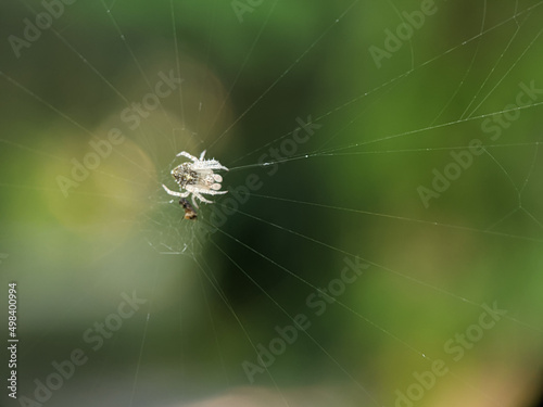 Small white spiders that are catching insects that are stuck on spider webs to be used as food.