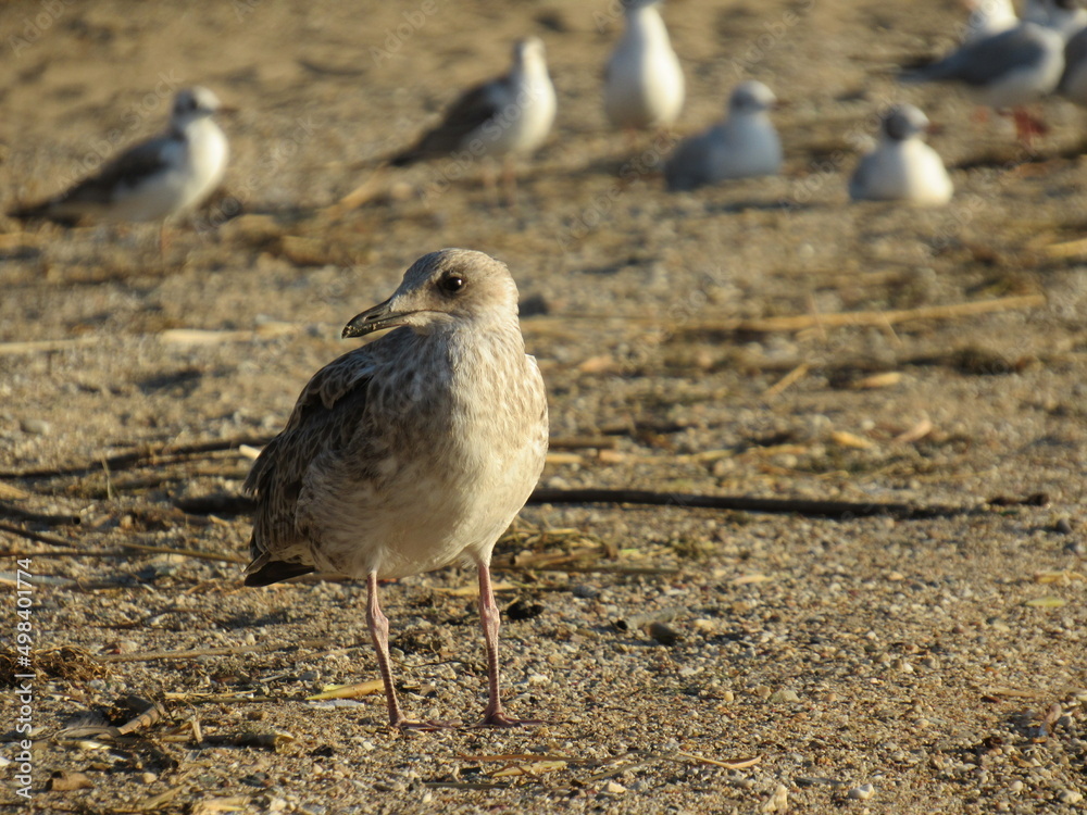 Fototapeta premium seagull on the beach