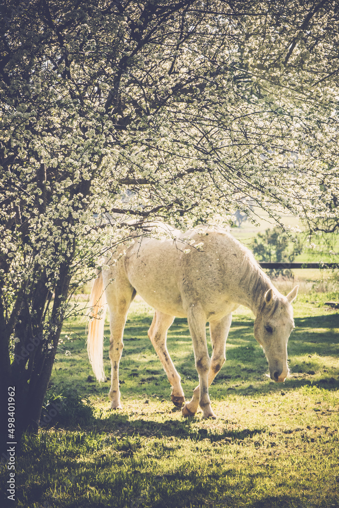 white horse under flowering tree white horse under flowering tree