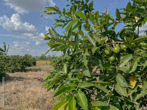 avocado tree in the field 