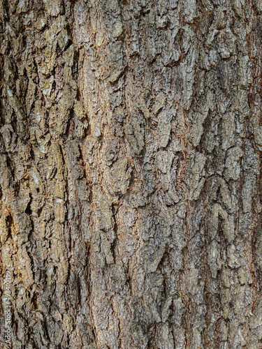 bark texture in the day