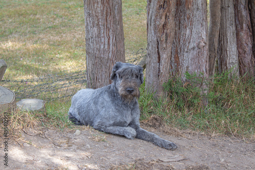 gray dog in the forest