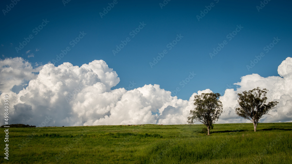 Obraz premium field and blue sky