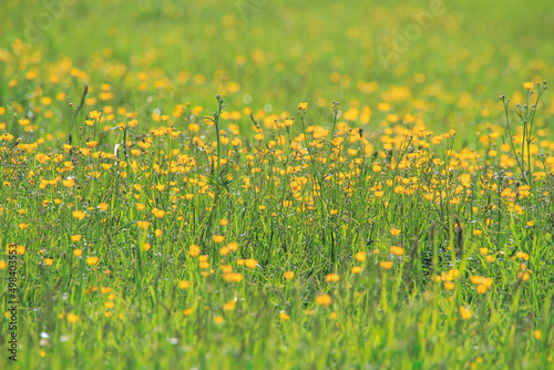 Vegetación verde de primavera con flores amarillas