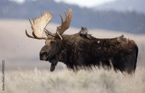 Fototapeta Naklejka Na Ścianę i Meble -  Moose in Grand Teton National Park 