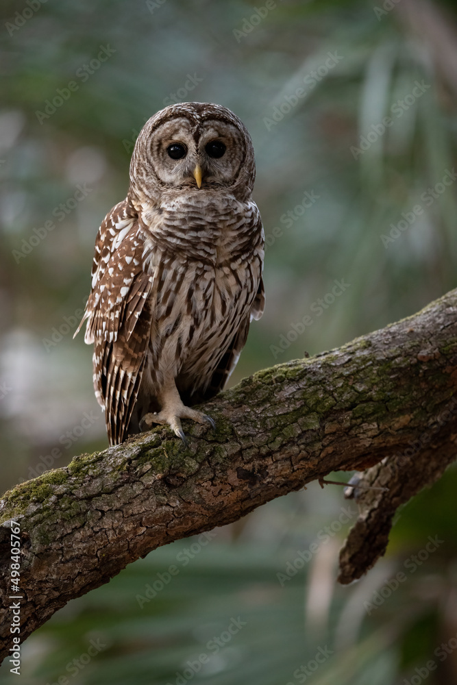 Fototapeta premium A barred owl in Florida