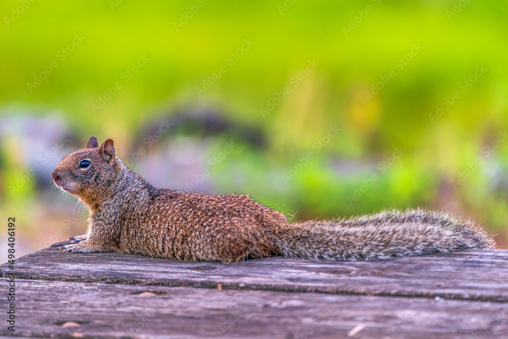 A resting squirrel