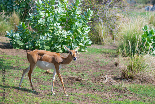 Fototapeta Naklejka Na Ścianę i Meble -  young antelopes run around the zoo in dubai