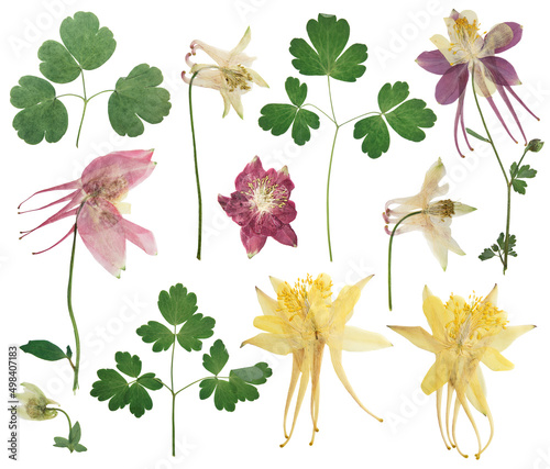 Foto Pressed and dried flowers aquilegia vulgaris, isolated on white background