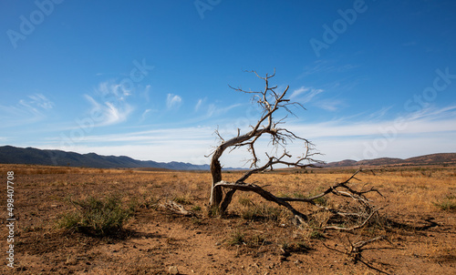 dead tree in barren landscape photo