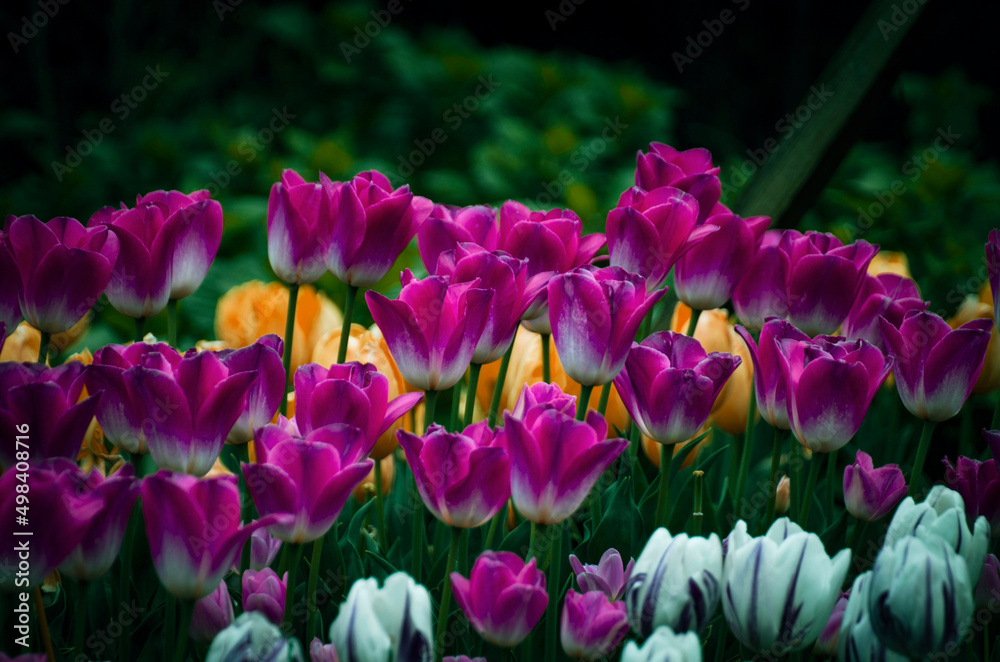 Fototapeta premium 튤립
