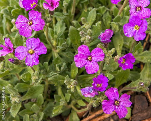 Purple Spring flowers in the garden