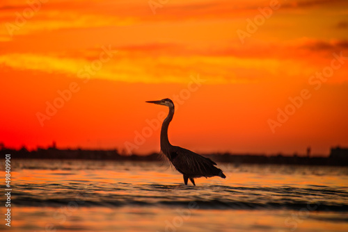 Great blue heron at sunset in the ocean orange skies