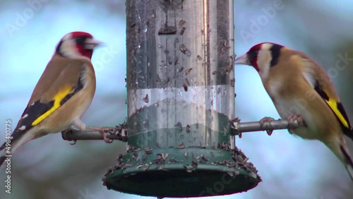 Two Goldfinches eating nyger seed, extreme close up photo