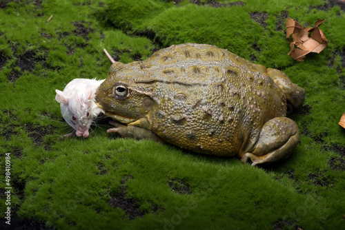 Fotografie African bull frog eating a mouse as  its prey