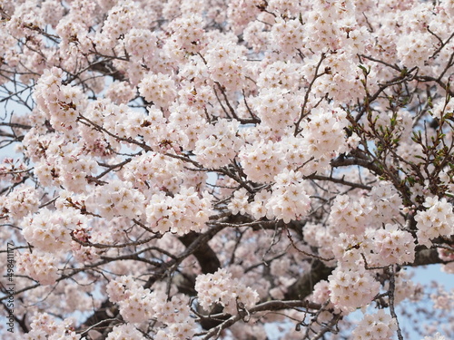 満開の桜
