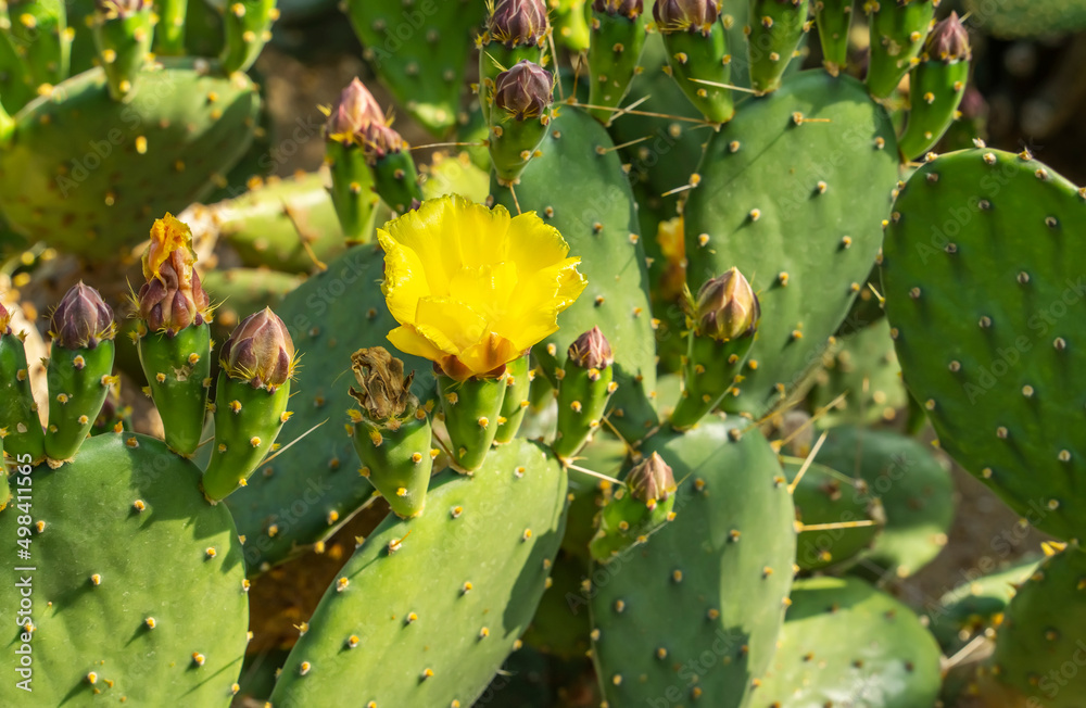 Flower on top of a Green Cactus in the Desert Flower on top of a Green Cactus in the Desert