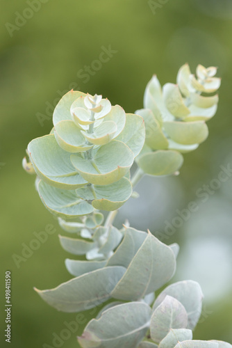 pale green rounded gum leaves