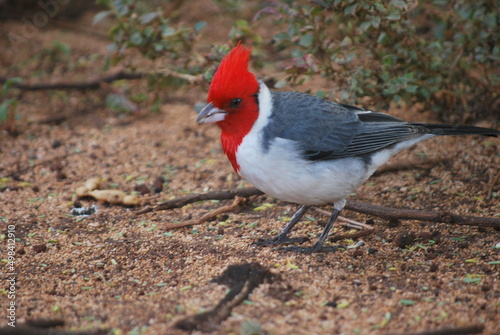 pirate red crested cardinal wandering among shrubs in Maui Hawaii photo