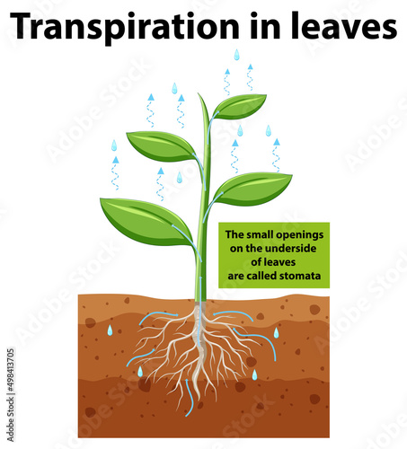 Science concept with transpiration in leaves